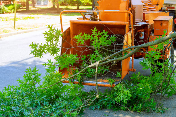 Best Lawn Disease Treatment  in Goodwater, AL