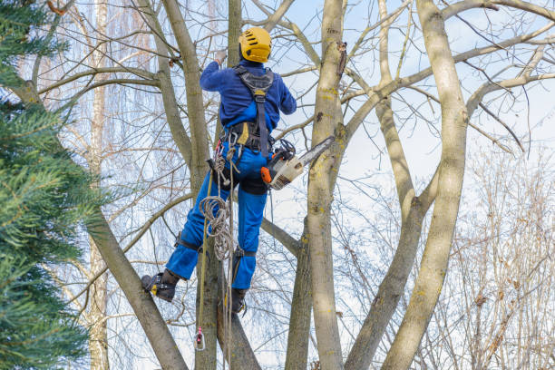Best Tree and Shrub Care  in Goodwater, AL