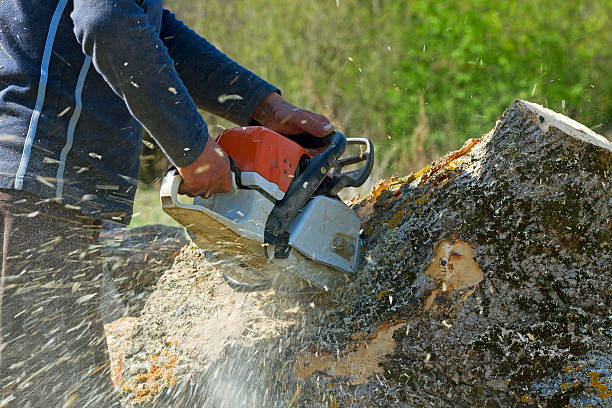 Best Lawn Drainage Solutions  in Goodwater, AL